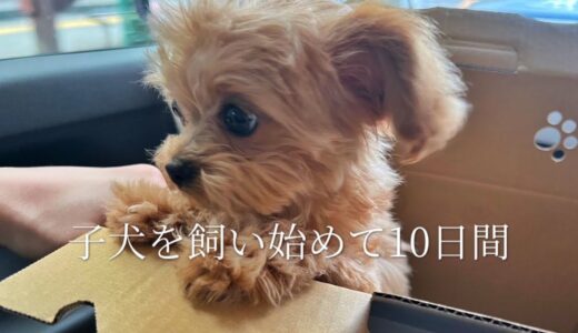 【ご報告】家族が増えました🧸| 子犬を飼い始めて10日間🏠|子犬と過ごすOLの日常💄| vlog