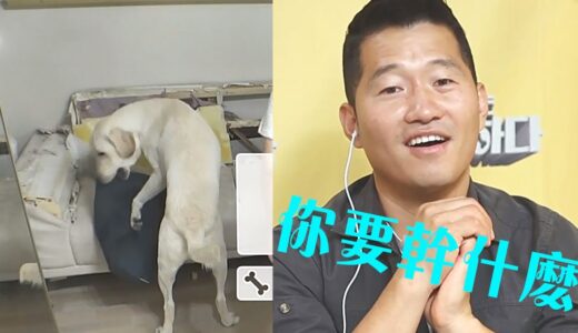 拉布拉多對著抱枕瘋狂騎跨，訓犬師都看傻了