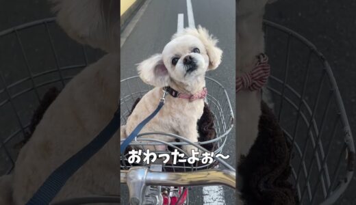 散髪を失敗した犬 【関西弁でしゃべる犬】#417 dog that failed to get a haircut 【Dog talking 】 #shorts