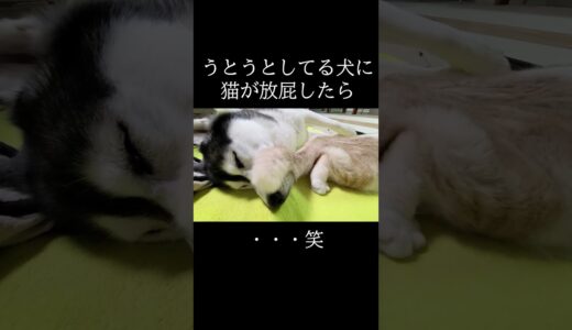 うとうとしてる犬に猫が放屁したらこうなった...笑 #猫