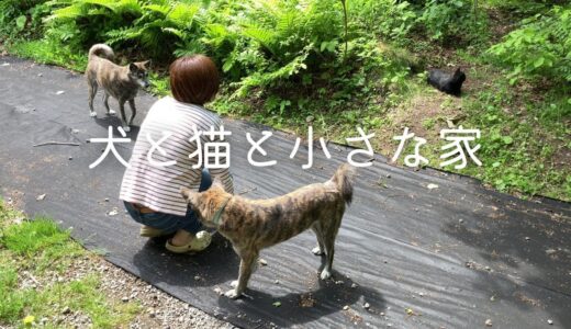 犬と猫と田舎暮らし/仕事の前にみんなと過ごす時間