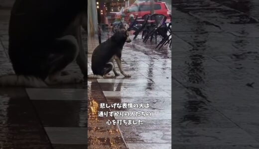 なぜそこに？雨の中悲しげに座り込んでいた犬＃shorts