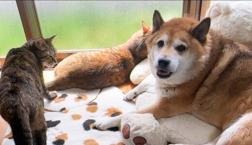 【犬と猫の生活】ニャンズのことは大好きだけど突然暴れるのはちょっと…