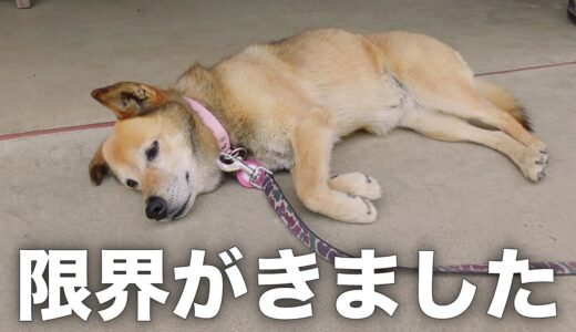 GWなのにどこにも連れて行かなかったら雑種犬コロちゃんがこうなりました