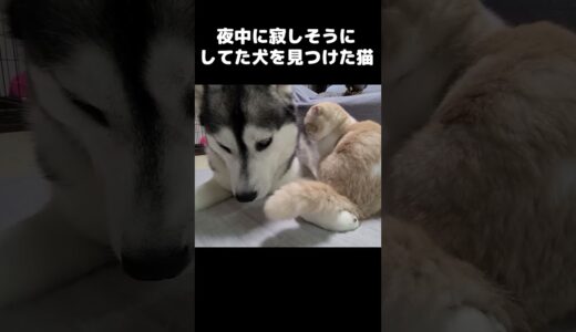 夜中に寂しそうにしてた犬を見つけた猫の行動がかわいすぎた...#猫 #cat