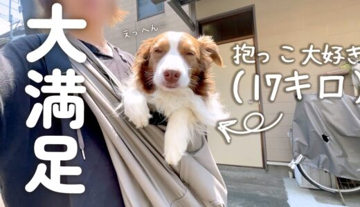 抱っこ好きすぎる犬にスリングをプレゼントしたらすっかり赤ちゃんに戻ってしまいました(笑)