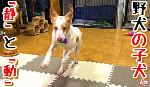 【子猫　保護犬 野犬】野犬の子犬「静」と「動」？