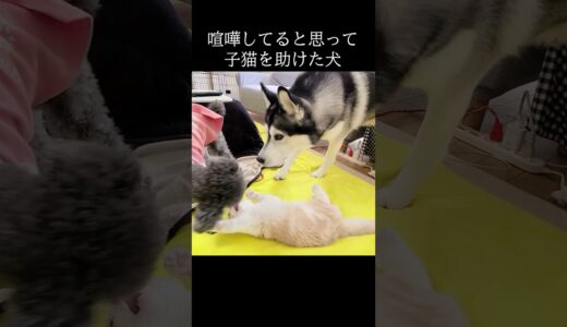 子猫を助けた犬がこちら #猫 #shorts