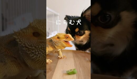 一瞬で犬のオクラを奪うトカゲ #チワワとトカゲの日常