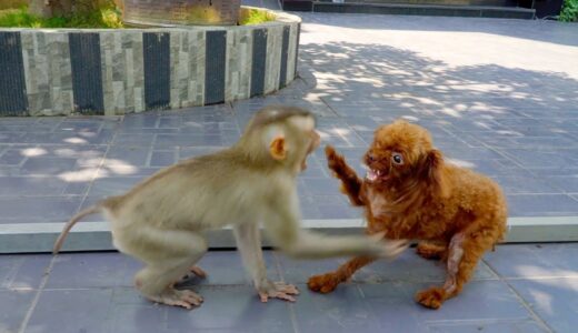 初めて保護猿に会った保護犬の桜ちゃんの反応が意外でした