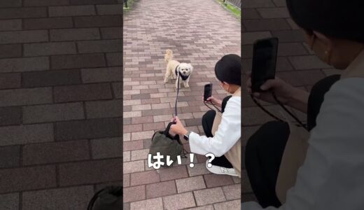 最近写真が上手に撮れる犬 【関西弁でしゃべる犬】#427 A dog that can take good pictures recently 【Dog talking 】 #shorts