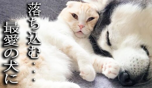 大嫌いな爪切りをされて落ち込む犬に子猫が驚きの行動に…