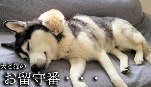 子猫と犬達のお留守番を隠し撮りしたら胸が締め付けられました…