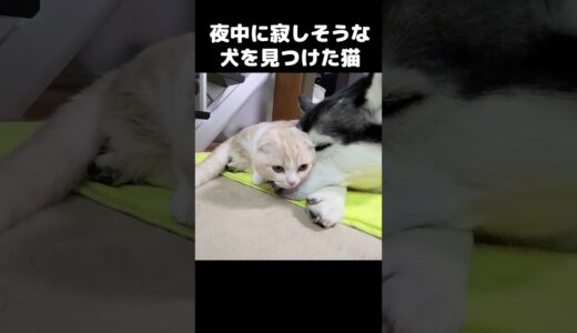 夜中に寂しそうな犬を見つけた猫…#猫 #shorts