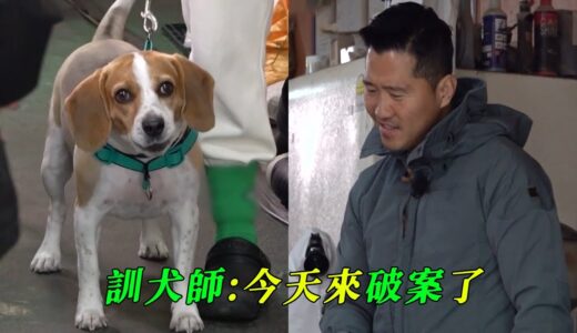 比格犬成村中一霸，杜賓為它費盡了心思，訓犬師化身偵探揭秘比格咬人真相