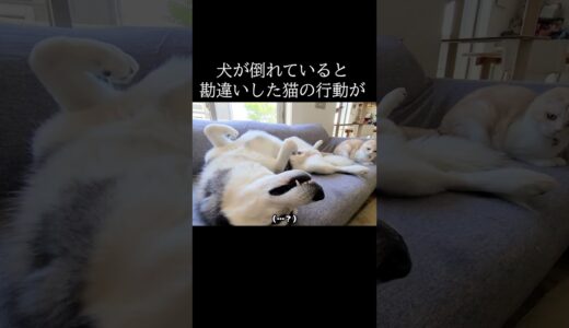 犬が倒れていると勘違いした猫の行動がこちら...#猫