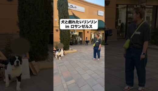 アメリカンサイズの犬と戯れたいリンリンオブジョイトイ　#平成フラミンゴ