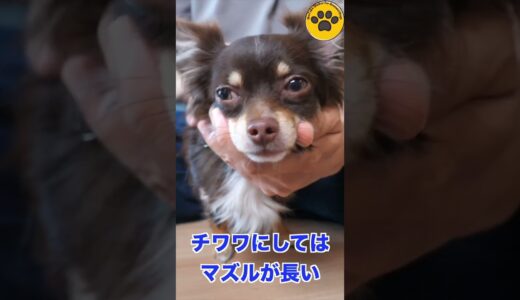 1歳チワワの保護犬 #shorts