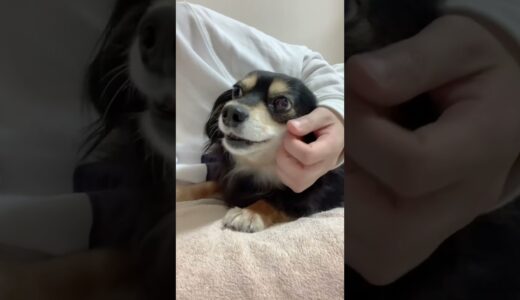 機嫌最悪だけどだんだん甘え声になっちゃう犬