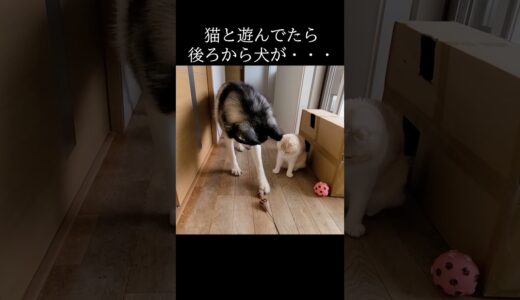 猫と遊んでたら後ろから犬が...笑#猫 #shorts