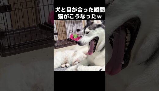 犬の目が合った瞬間猫がこうなった...笑#猫 #shorts