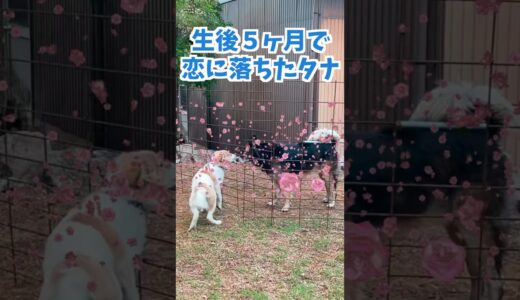 犬が恋に落ちるとこうなります