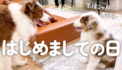 【お迎え初日】我が家に生後２ヶ月のオーストラリアンシェパードの子犬がやってきた！！【初対面】