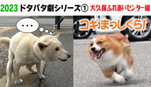 2023狂犬病予防注射会場のドタバタ劇① 大久保ふれあいセンター編