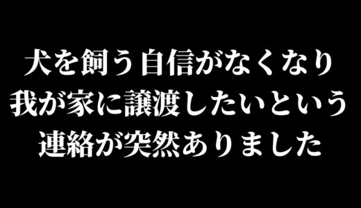 【衝撃】犬を飼う自信がなくなり、我が家に譲渡したいという連絡が突然ありました