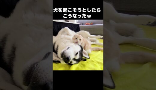 寝ぼけて犬を起こそうとした猫がこうなった...笑 #猫 #cat