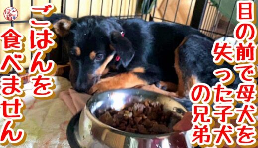 【子猫　保護犬　野犬】野犬の子犬　ごはんを食べません