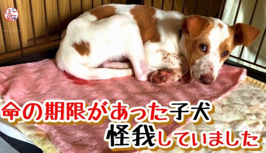 【子猫　保護犬】命の期限のある施設から来た子犬　怪我していました＆お名前決定！※流血ありますご注意ください