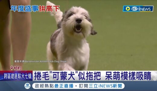 狗界奧斯卡! 3千隻狗.逾210犬種競逐爭冠”西敏犬展” 評比外型.氣質.競技 捲毛”可蒙犬”似拖把 呆萌模樣吸睛│記者 王少筠｜【國際局勢】20230510│三立iNEWS