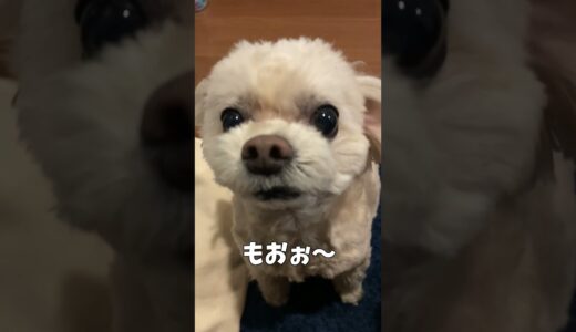 夜でも元気な犬 【関西弁でしゃべる犬】#418 energetic dog even at night 【Dog talking 】 #shorts