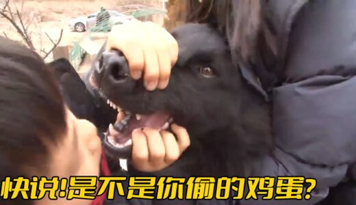 牧羊犬混成了“牧雞犬”，還監守自盜偷雞蛋吃，結果被主人抓個正著