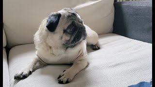 悪さして叱られても逆ギレするパグ犬ぷぅ Pug