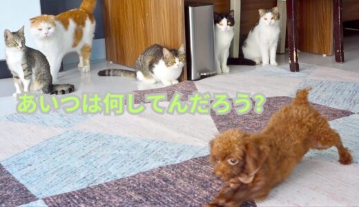 初めてお尻歩きをする犬を見た猫たちの反応がこちらです