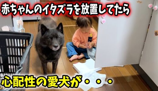 【犬の親心】娘のイタズラを放置してたら愛犬が・・・