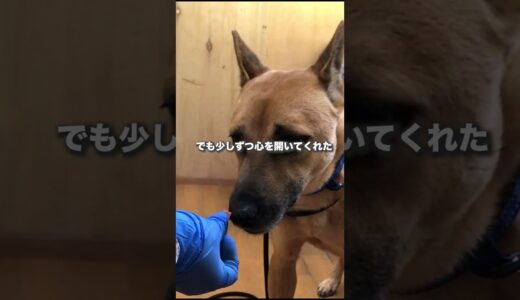 咬傷犬を3ヶ月訓練した結果…