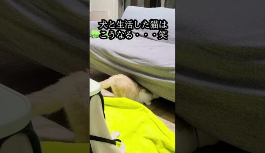 犬と生活した猫はこうなる。笑#猫