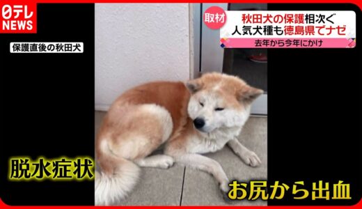 【秋田犬】捨てられる事例が相次ぐ…子どもを産んだばかり…出血していた犬も　徳島県