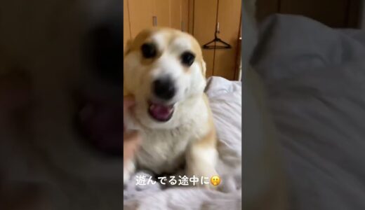 【犬】紛れて「おさんぽ」言ってみた😂 #くきたん #犬  #shorts