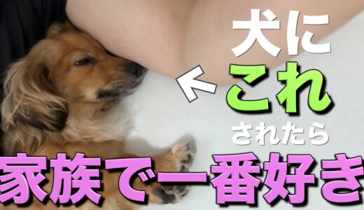 犬が家族の中で一番好きな人にだけ見せる行動をまとめたら幸せすぎた。