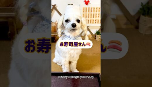 【犬のお寿司屋さん】回転寿司店なのですよぉw #shorts #犬 #ペット動画 #犬動画 #おもしろ #maltese #寿司