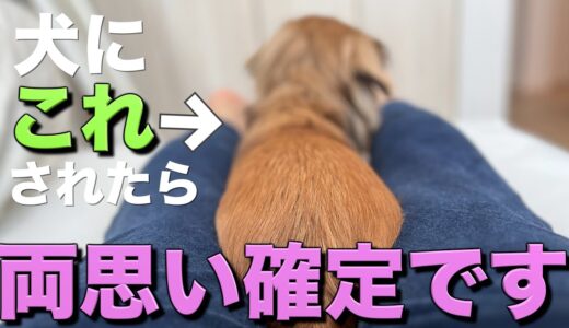 犬は「両思い！」な人にだけこの行動をします