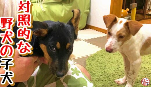 【子猫　保護犬 野犬】対照的な野犬の子犬と、ちょっとジェラシーなお父さん