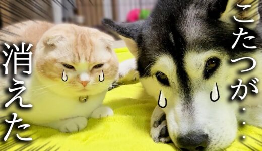 こっそりこたつを片付けたら子猫と犬が絶望して文句が止まりません...