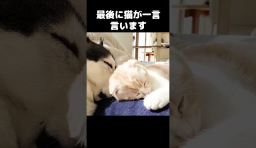 最後に猫が言った一言がこちら...#猫 #cat