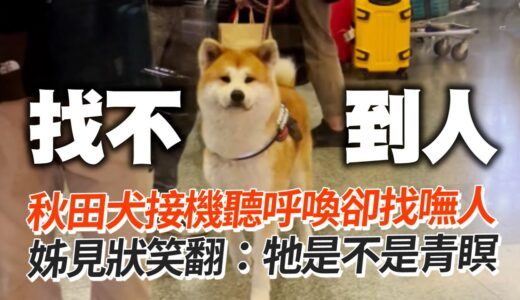 秋田犬接機！聽呼喚「青瞑😶」　姊目睹笑翻｜寵物動物｜呆萌｜狗狗｜精選影片