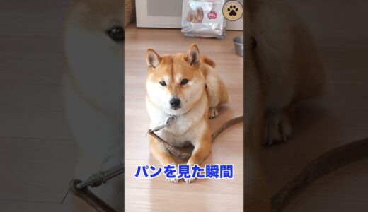 おそらく前の飼い主からパンもらってた保護犬#shorts